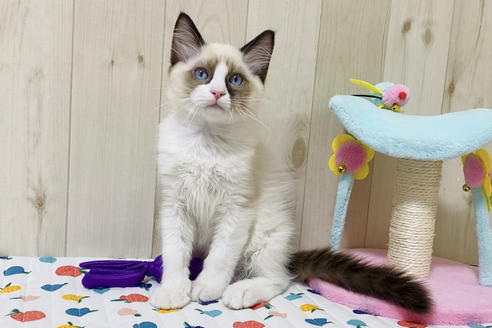 成約済の大阪府のラグドール-21737の3枚目