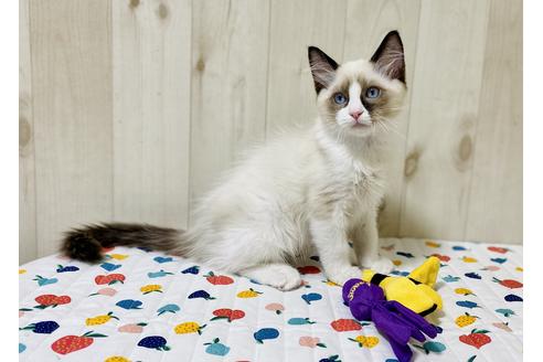 成約済の大阪府のラグドール-21737の2枚目