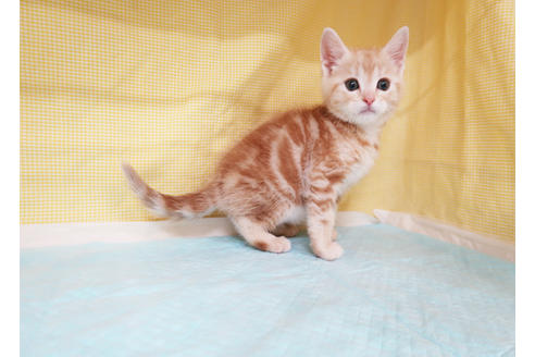 成約済の東京都のアメリカンショートヘア-24859の3枚目