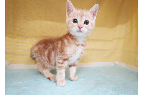 成約済の東京都のアメリカンショートヘア-24859の2枚目