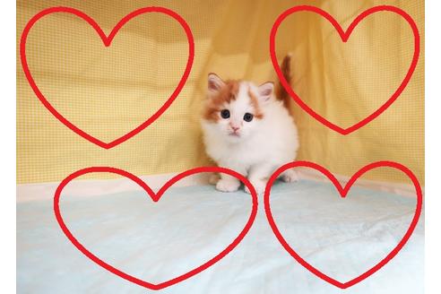 成約済の東京都のミヌエット-24860の1枚目