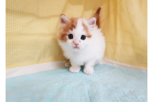 成約済の東京都のミヌエット-24860の2枚目