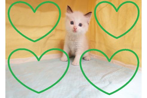 成約済の東京都のラグドール-24861の1枚目