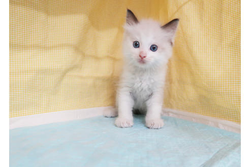 成約済の東京都のラグドール-24861の3枚目