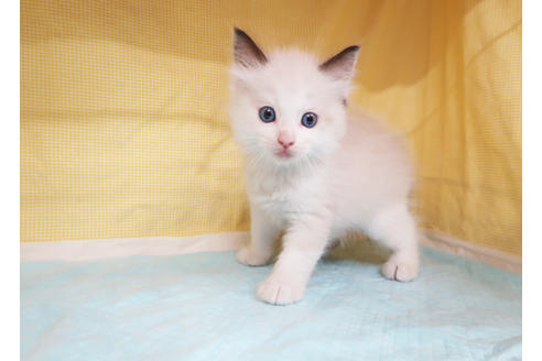 成約済の東京都のラグドール-24861の2枚目