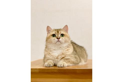 の愛知県の-
