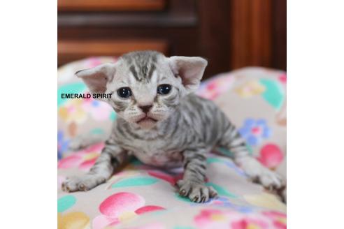 成約済の愛知県のその他の猫種-24502の2枚目