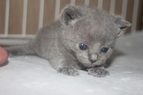 北海道のマンチカン 男の子 22 04 01生まれ 兄弟元気に母乳を飲んでスクスク育ってます 期間限定 子猫id 子猫 ブリーダーナビ