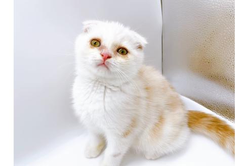 成約済の東京都のスコティッシュフォールド-24958の2枚目