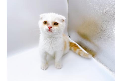 成約済の東京都のスコティッシュフォールド-24958の3枚目