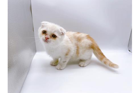 成約済の東京都のスコティッシュフォールド-24958の4枚目