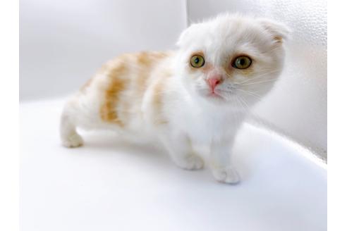 成約済の東京都のスコティッシュフォールド-24958の1枚目