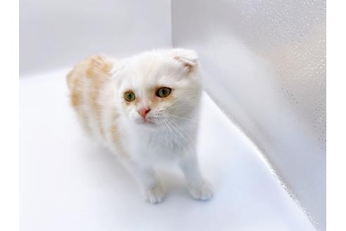 成約済の東京都のスコティッシュフォールド-24958の5枚目