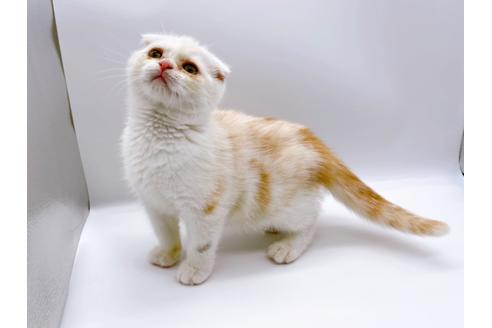 成約済の東京都のスコティッシュフォールド-24958の6枚目