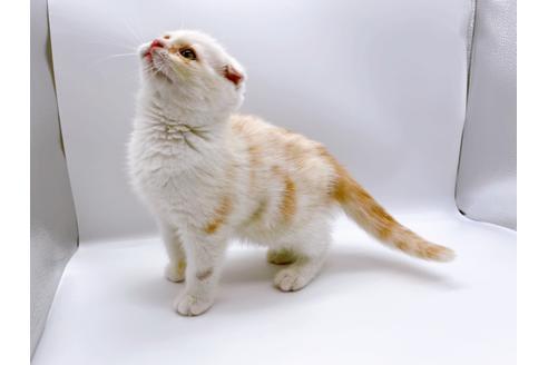 成約済の東京都のスコティッシュフォールド-24958の7枚目