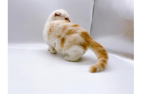 成約済の東京都のスコティッシュフォールド-24958の8枚目