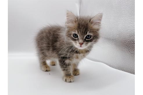 成約済の東京都のサイベリアン-24960の4枚目