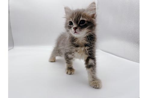 成約済の東京都のサイベリアン-24960の5枚目