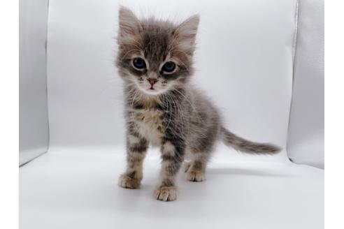 成約済の東京都のサイベリアン-24960の1枚目