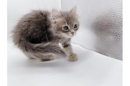 成約済の東京都のサイベリアン-24960の6枚目