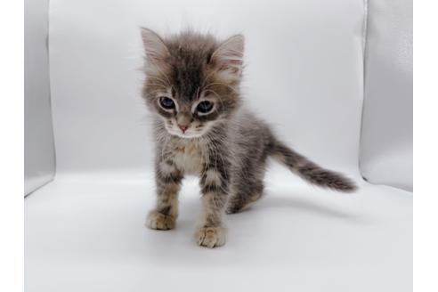 成約済の東京都のサイベリアン-24960の7枚目