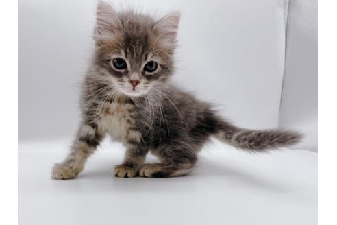 成約済の東京都のサイベリアン-24960の8枚目