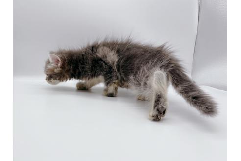 成約済の東京都のサイベリアン-24960の9枚目