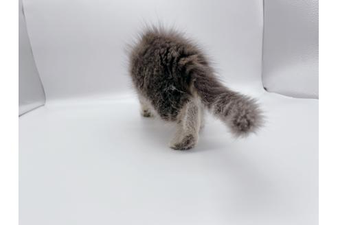 成約済の東京都のサイベリアン-24960の2枚目