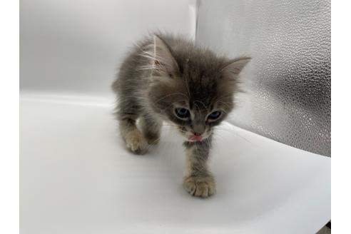 成約済の東京都のサイベリアン-24960の3枚目