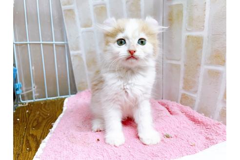 成約済の東京都のキンカロー-25020の1枚目