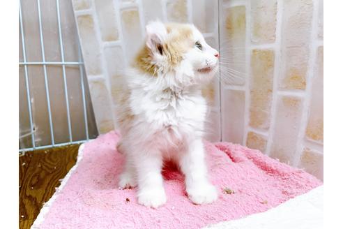 成約済の東京都のキンカロー-25020の2枚目