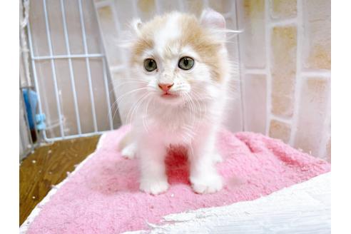 成約済の東京都のキンカロー-25020の3枚目