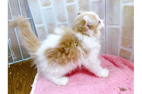 成約済の東京都のキンカロー-25020の4枚目