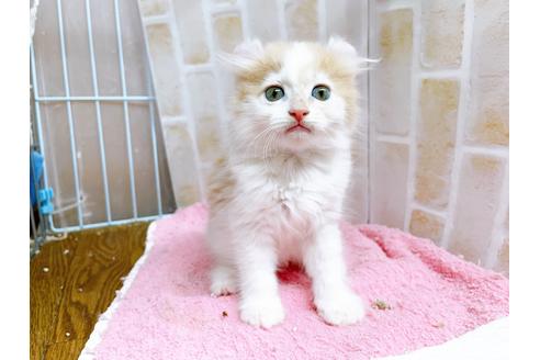 成約済の東京都のキンカロー-25020の5枚目