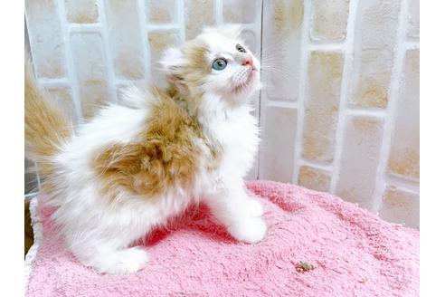 成約済の東京都のキンカロー-25020の6枚目