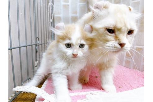 成約済の東京都のキンカロー-25020の7枚目