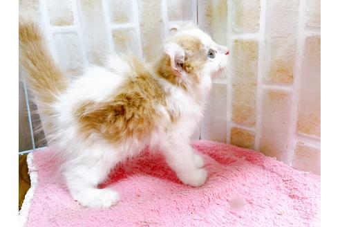 成約済の東京都のキンカロー-25020の8枚目