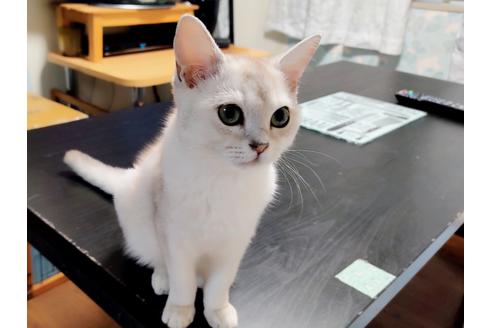 成約済の東京都のその他の猫種-23096の9枚目
