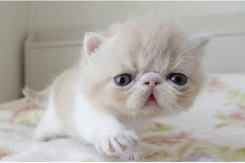 成約済の東京都のエキゾチックショートヘア-24996の10枚目