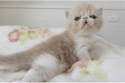 成約済の東京都のエキゾチックショートヘア-24996の7枚目