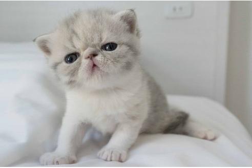 成約済の東京都のエキゾチックショートヘア-25002の1枚目