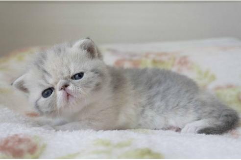 成約済の東京都のエキゾチックショートヘア-25002の5枚目