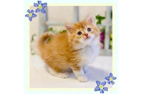 成約済の大阪府のラガマフィン-25032の1枚目