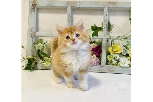 成約済の大阪府のラガマフィン-25032の3枚目