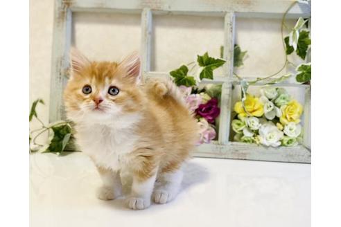 成約済の大阪府のラガマフィン-25032の2枚目