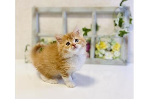 成約済の大阪府のラガマフィン-25032の4枚目