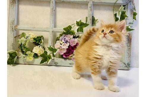 成約済の大阪府のラガマフィン-25032の5枚目