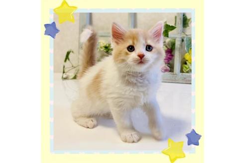 成約済の大阪府のラガマフィン-25033の1枚目