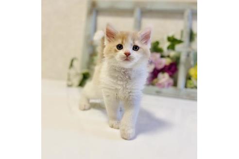 成約済の大阪府のラガマフィン-25033の2枚目