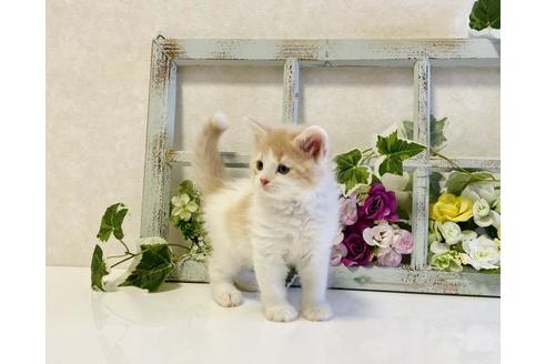 成約済の大阪府のラガマフィン-25033の5枚目